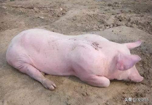 附红体病:牛附红细胞体病的症状表现有哪些？