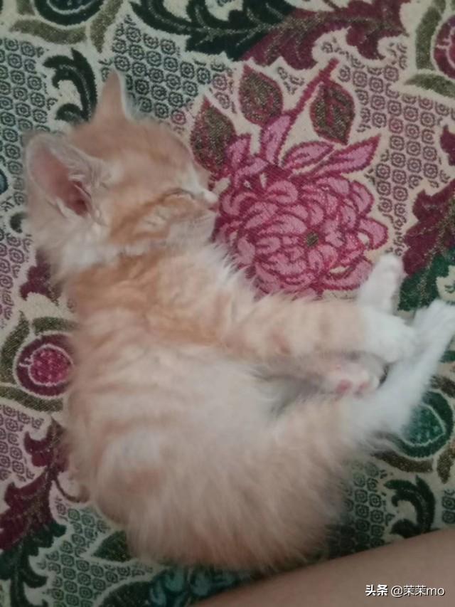 猫图片大全:养田园猫，你愿意花钱吗？