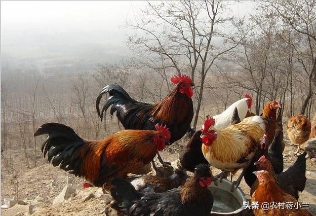 鸡蛔虫病什么症状:鸡粪能养虫子，然后再把虫子给鸡吃吗？