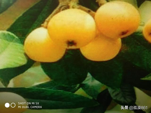 接骨木图片:农村现在种植什么果树前景不错？