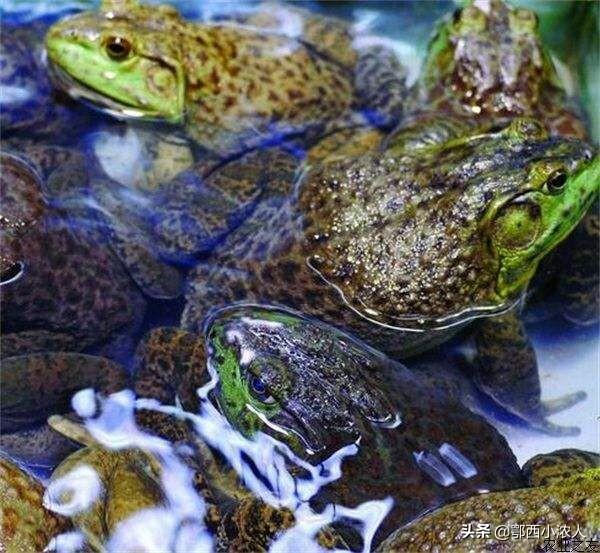 车轮虫属于什么生物:车轮虫属于单细胞生物吗 苦楝皮如何治鱼塘里的鱼虫？