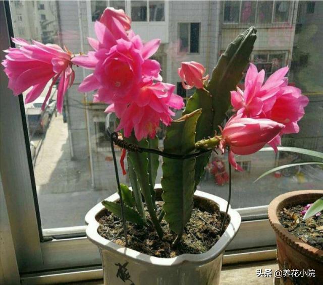 令箭荷花图片:令箭荷花品种大全 令箭四季最佳养护方法是什么？