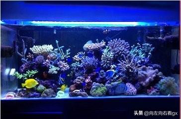 海水缸:海水鱼缸的开缸及暴躁步骤？