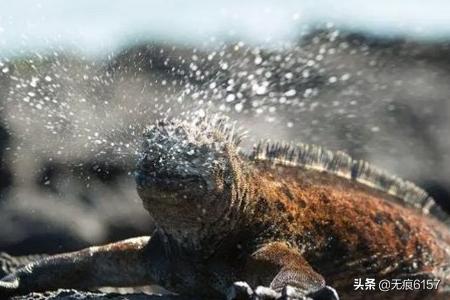 海鬣蜥的天敌是什么:海鬣蜥的天敌是谁 地球上有没有天敌的动物吗？为什么？