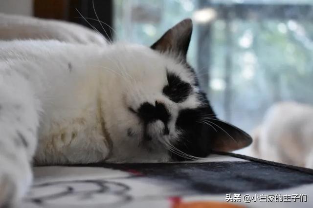 蓝猫流口水是什么原因:猫咪流口水黑下巴怎么办？
