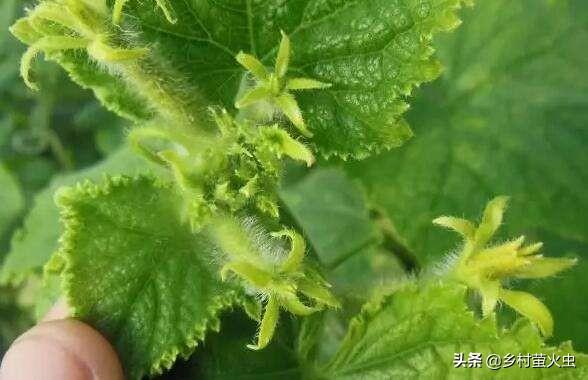绝育黄瓜安全事情:结扎对身体有害？宝妈你怎么看？