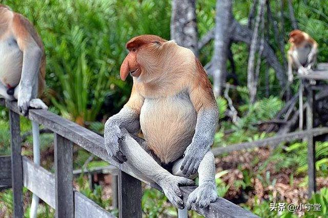 小猴吃香蕉(小猴吃香蕉图片)