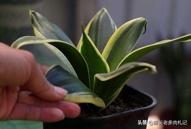 一叶兰l小盆怎样换大盆:君子兰换盆怎么换？原花盆里的土还要吗？