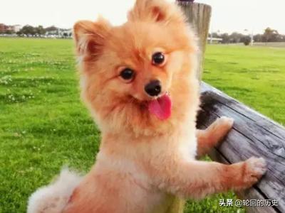 狗狗绝育手术后护理:狗狗做绝育应当注意哪些事项？