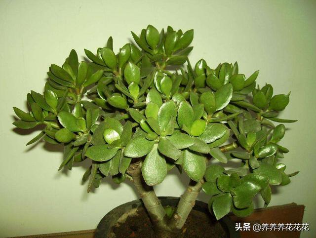 燕子掌能净化空气:燕子掌叶片怎样栽培比较好？