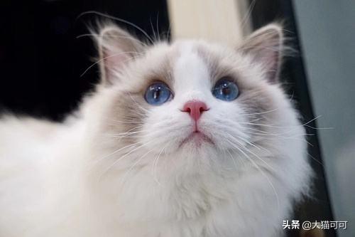 猫的特点:有多少跟我一样喜欢猫咪的，你喜欢猫咪什么特质？ 猫的特点描写