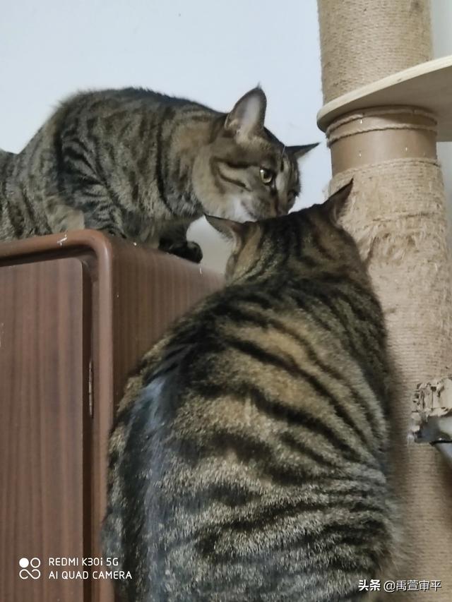 伯纳天纯和发育宝猫粮哪个好:有哪些好的合适的猫粮品牌，安全和性价比都比较优秀的？