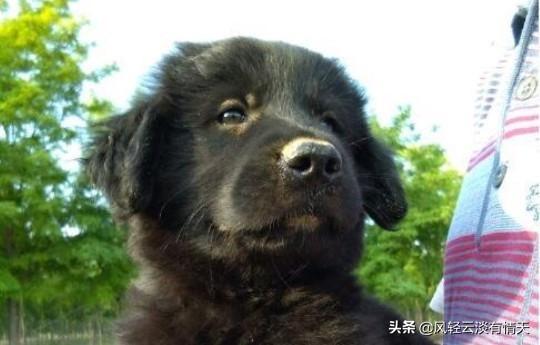 黑色金毛犬图片:两只黑色金毛交配有概率生出黄色的金毛吗？ 黑色金毛犬图片三个月