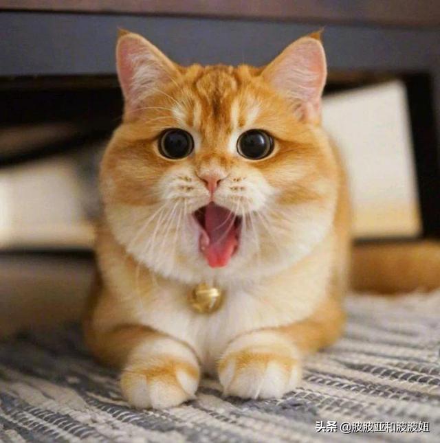 ciao猫零食是毒粮吗:猫咪太瘦吃哪款猫粮比较好? 需要注意什么？