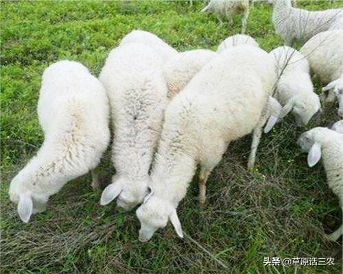 反刍的意思:怎么可以看出羊有没有反刍？