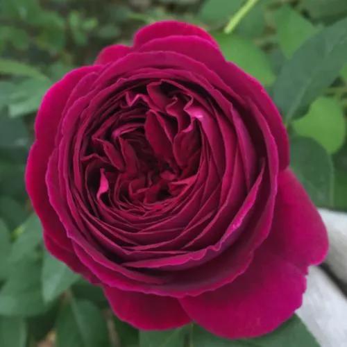 最香的几款月季品种是什么？插图71