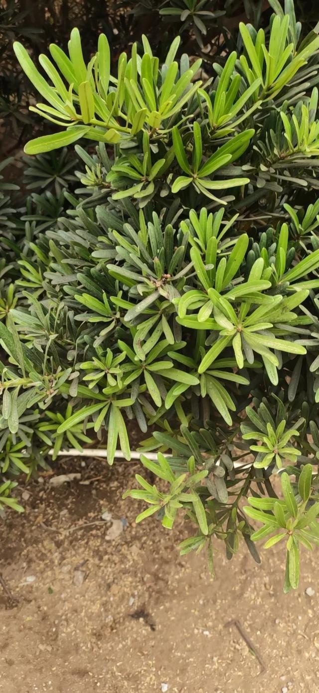 头条问答 - 种植有十年没有打理的大叶罗汉松可以做造型吗?怎么样?