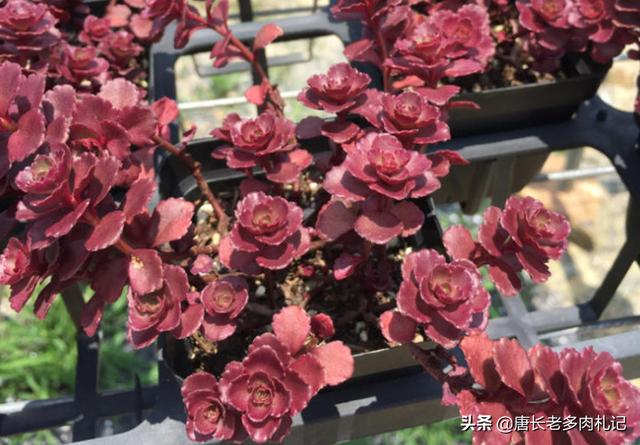 薄雪万年草:薄雪万年草怎么养 多肉黄金草水浇多了怎么补救？