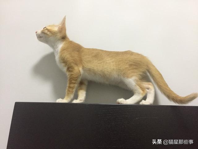 新来的猫发出咕噜咕噜的声音是什么意思:猫咪发出咕噜咕噜的声音，代表什么意思？