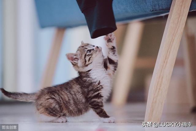 猫咪猎手vr手机游戏:猫，每天早上不到六点吵醒我怎么办？