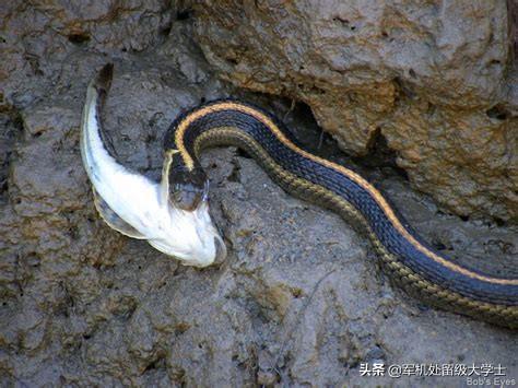 玉米蛇除了乳鼠还能吃什么:玉米蛇除了吃小白鼠还吃什么 养宠物蛇平时都是怎么喂食的？