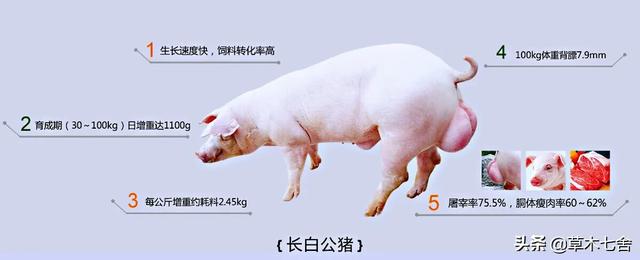 库班猪:劲爆！莱昂纳德加首轮签换西蒙斯，快船是不是疯了
