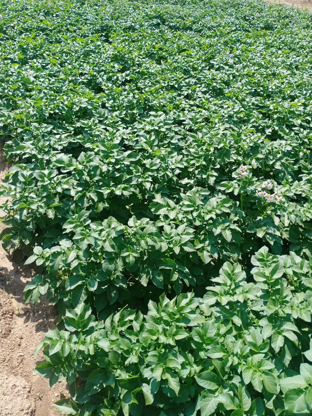 乡下有7亩地,想投资4万块,搞种植种什么能一年赚10万？