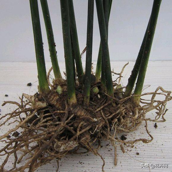 一叶兰百度百科:金弹子是一种什么样的植物？