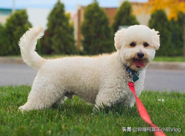 怎样判断用不用打狂犬疫苗图片:被打过疫苗的狗狗咬了还要注射狂犬疫苗吗？为什么？