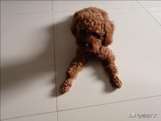 狗民商城:拉布拉多吃什么食物不掉毛？