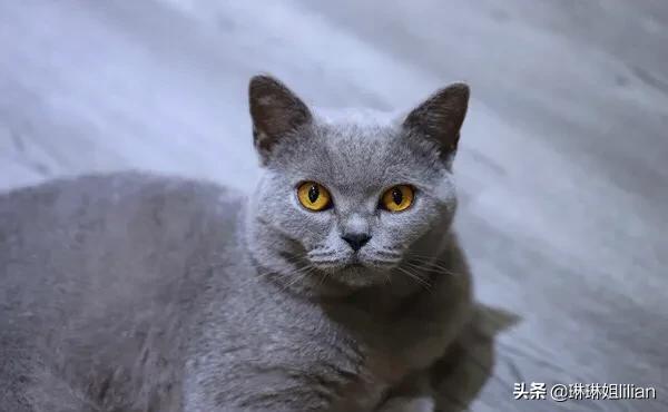 成都暹罗猫吧:新手第一次养猫，英短，美短，暹罗，哪个好养点？