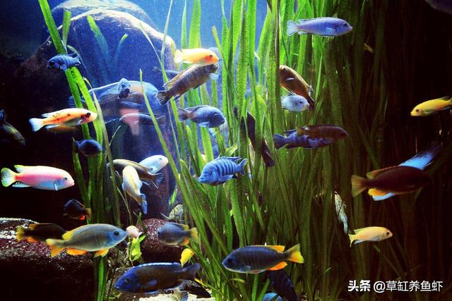 猪鼻子龟开食:热带鱼、猪鼻龟多久不喂会饿死？该怎么养？