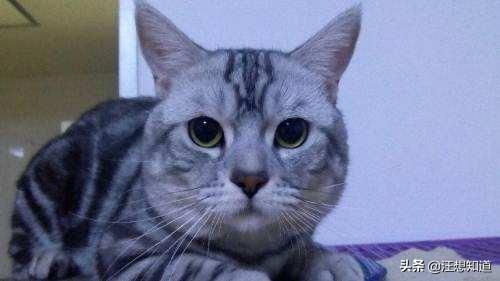 猫咪放屁拉稀带血:我家的猫腹泻半个月了，是怎么了？