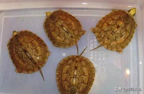 龟板价格:怎么分辨金钱龟宝宝真假？