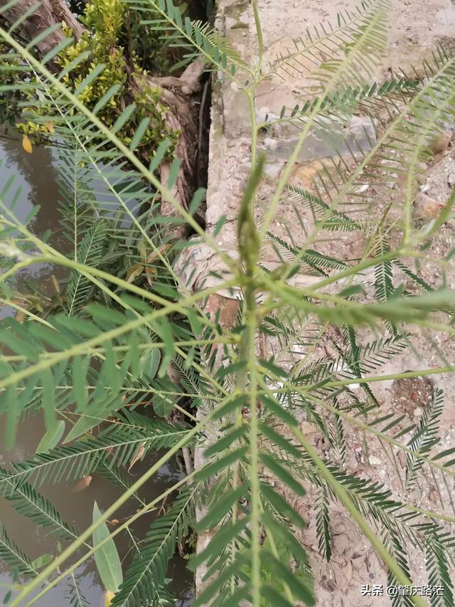 当你老了你会回农村吗