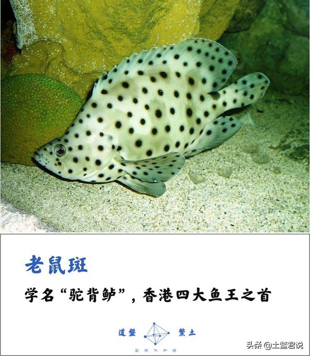 龙趸王:中国四个海哪个海里的海鲜好吃，为什么