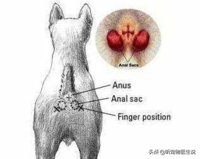 美卡犬要挤肛门:不给博美犬挤肛门腺的后果是什么？