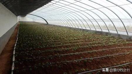 头条问答 什么叫地下大棚 起点农业的回答 0赞