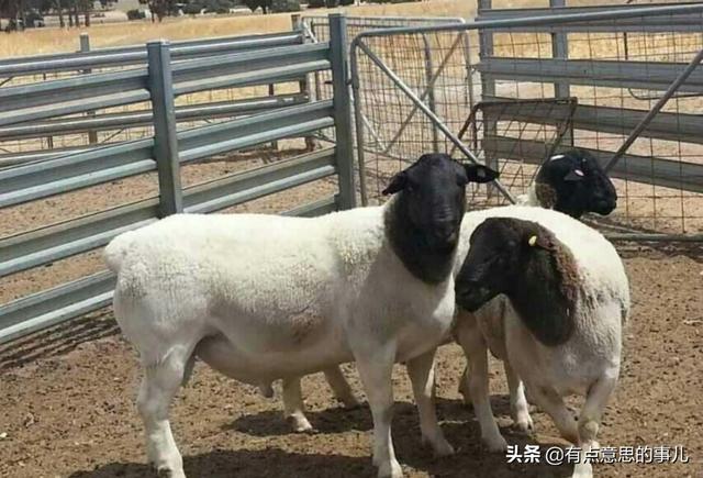 中国名犬养殖基地:杜泊羊适合在中国哪里养殖？