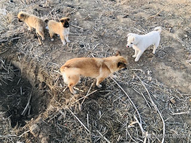 狂犬疫苗有效期:二次被狗咬伤后，狂犬疫苗有效吗？为什么？
