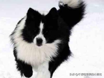 宠物狗智商排名前100:如何知道狗狗智商的排名？