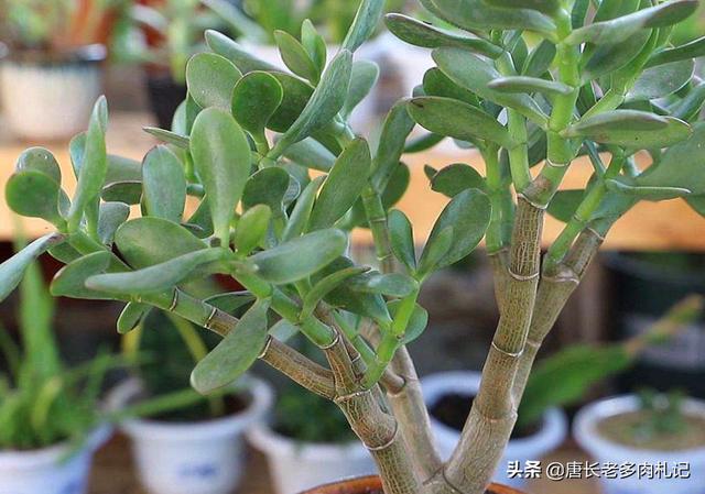 玉树养成盆景的几个技巧，为什么有人养在室内就容易挂掉呢？插图64