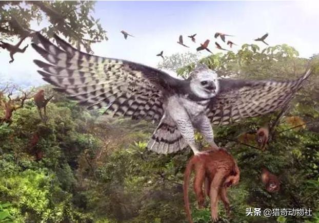 1864年拍到的翼龙，请问在恐龙时代，翼龙是怎么可能在天空上飞的呢它没有羽毛吗