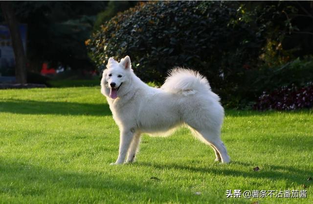 萨么耶狗:萨摩耶狗图片 萨摩耶之类的大型犬，一个月的开销是多少？