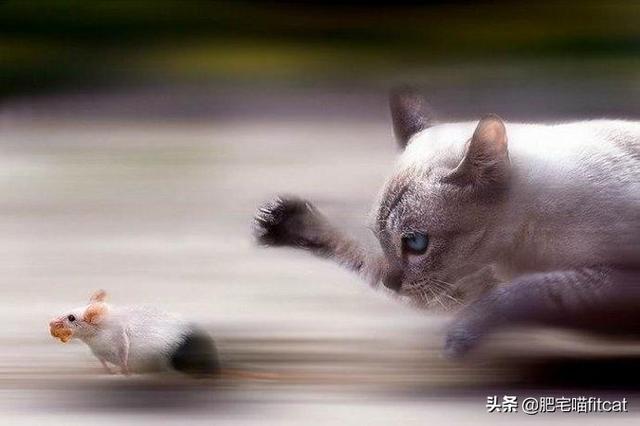 猫为什么喜欢吃鱼:猫在陆地鱼在水里，猫为啥喜欢吃鱼？