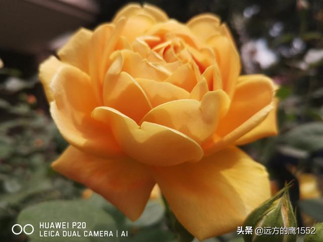 欧洲月季花品种介绍:月季花欧月品种介绍 养好欧月需要花多少时间和金钱？月季好养吗？