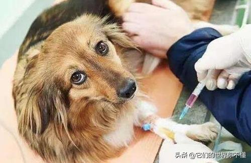 犬菌清的功效:狗打完肠毒清怎么站不起来了？
