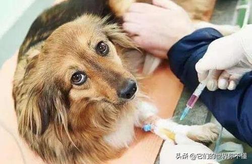 犬菌清的功效:狗打完肠毒清怎么站不起来了？