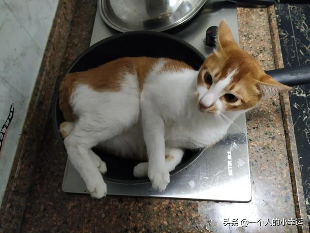 索马里猫好养吗:如何低成本养一只流浪猫？