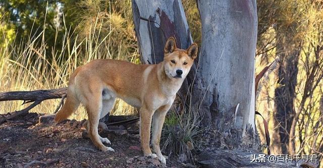 澳洲野犬长途奔袭30公里:澳洲野狗和中华田园犬那么相似，它们之间有联系吗？